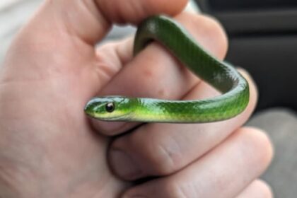 islanders-are-being-asked-to-help-track-the-rare-smooth-greensnake-this-summer