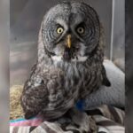 nb.-museum-set-to-add-1st-rare-owl-specimen-found-in-the-province-in-over-100-years