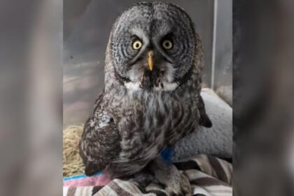 nb.-museum-set-to-add-1st-rare-owl-specimen-found-in-the-province-in-over-100-years