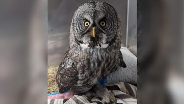 nb.-museum-set-to-add-1st-rare-owl-specimen-found-in-the-province-in-over-100-years