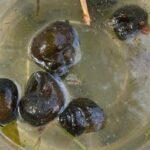 die-off-of-hundreds-of-snails-brings-foul-smell-to-lake-micmac