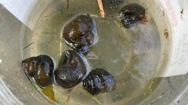 die-off-of-hundreds-of-snails-brings-foul-smell-to-lake-micmac