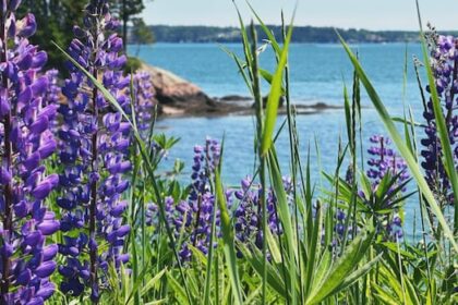 flora-and-fauna:-enjoy-these-photos-from-around-new-brunswick