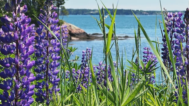 flora-and-fauna:-enjoy-these-photos-from-around-new-brunswick