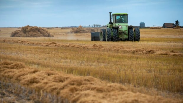 sask.-company-using-flax-waste-to-create-sustainable-cat-litter