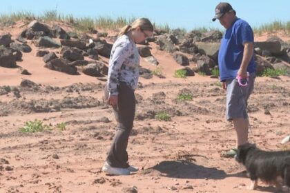 tignish-residents-fear-they-may-never-again-be-able-to-use-beach-due-to-sludge-dumping