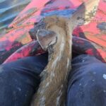 oh-deer!-fawns-rescued-from-precarious-situations-in-2-ns.-communities