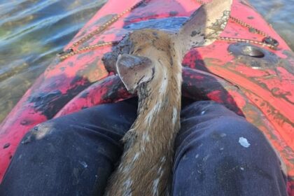 oh-deer!-fawns-rescued-from-precarious-situations-in-2-ns.-communities