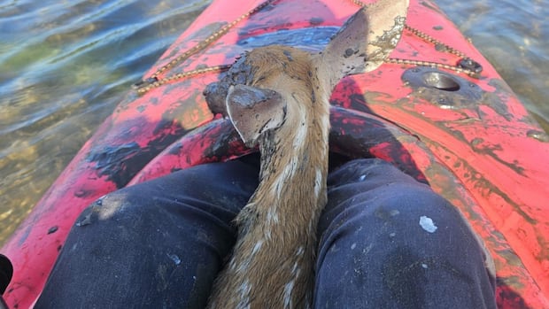 oh-deer!-fawns-rescued-from-precarious-situations-in-2-ns.-communities