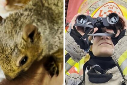 #themoment-firefighters-rescued-a-pet-squirrel-from-a-tree