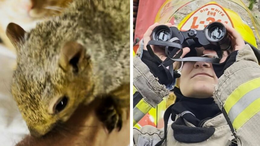 #themoment-firefighters-rescued-a-pet-squirrel-from-a-tree