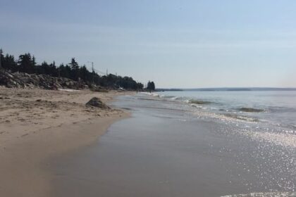 fin-spotted-close-to-nova-scotia-beach-forces-swimmers-out-of-water