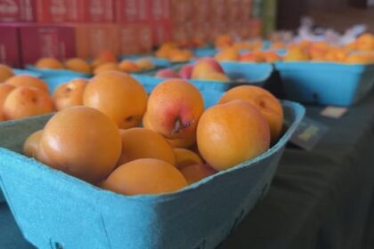 peach-farmers-in-bc.’s-okanagan-optimistic-for-2025-after-years-of-climate-disaster