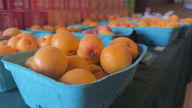 peach-farmers-in-bc.’s-okanagan-optimistic-for-2025-after-years-of-climate-disaster