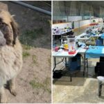 niagara-dog-rescue,-manitoba-groups-work-to-re-home-strays-and-dogs-surrendered-after-wildfires