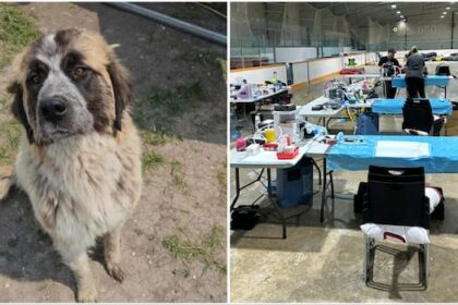 niagara-dog-rescue,-manitoba-groups-work-to-re-home-strays-and-dogs-surrendered-after-wildfires