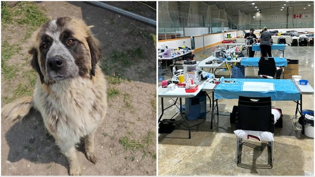 niagara-dog-rescue,-manitoba-groups-work-to-re-home-strays-and-dogs-surrendered-after-wildfires