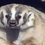 campaign-launches-to-protect-endangered-badgers-being-killed-on-roads-in-bc.’s-interior