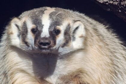 campaign-launches-to-protect-endangered-badgers-being-killed-on-roads-in-bc.’s-interior