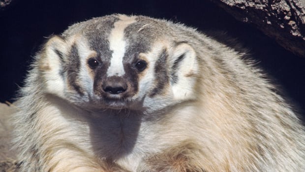 campaign-launches-to-protect-endangered-badgers-being-killed-on-roads-in-bc.’s-interior
