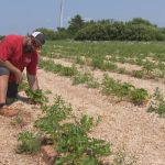 summerside-farm-shuts-strawberry-u-pick-after-new-fungal-disease-causes-crop-loss