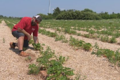summerside-farm-shuts-strawberry-u-pick-after-new-fungal-disease-causes-crop-loss