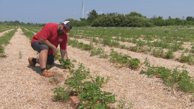 summerside-farm-shuts-strawberry-u-pick-after-new-fungal-disease-causes-crop-loss