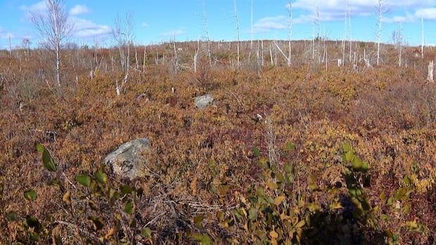 halifax-council-rejects-plan-for-porters-lake-construction-waste-facility