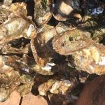 cfia-confirms-prince-edward-island’s-1st-case-of-dermo,-in-oysters-from-egmont-bay