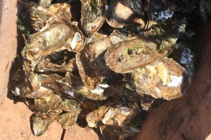 cfia-confirms-prince-edward-island’s-1st-case-of-dermo,-in-oysters-from-egmont-bay