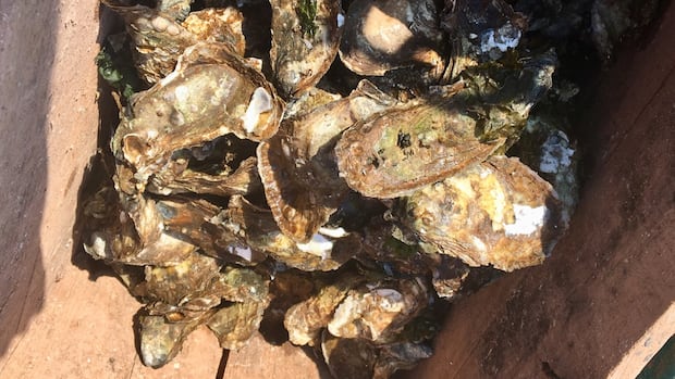 cfia-confirms-prince-edward-island’s-1st-case-of-dermo,-in-oysters-from-egmont-bay