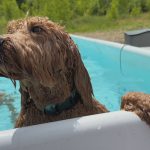 hants-county-has-a-pool-just-for-dogs