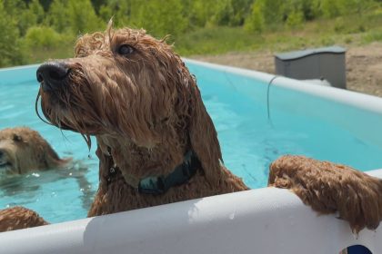 hants-county-has-a-pool-just-for-dogs