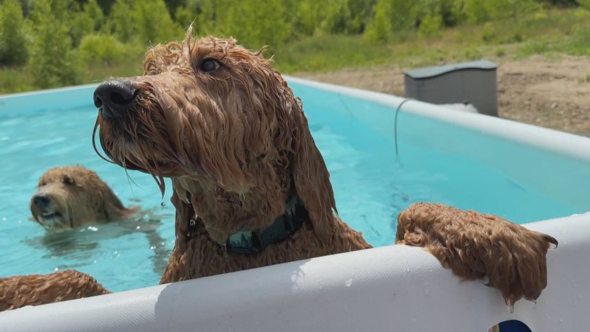 hants-county-has-a-pool-just-for-dogs