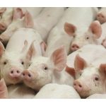 sylvain-charlebois:-the-gene-edited-bacon-you-never-asked-for-is-on-its-way-to-canada