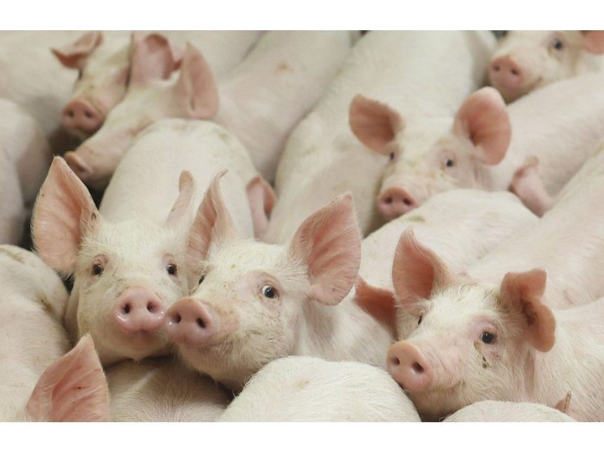 sylvain-charlebois:-the-gene-edited-bacon-you-never-asked-for-is-on-its-way-to-canada