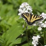 butterflies-and-beauty:-enjoy-these-photos-from-around-new-brunswick