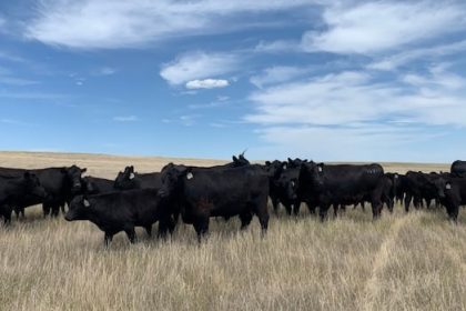 ‘nothing-grew’:-4-southwest-sask.-municipalities-declare-states-of-emergency-due-to-drought