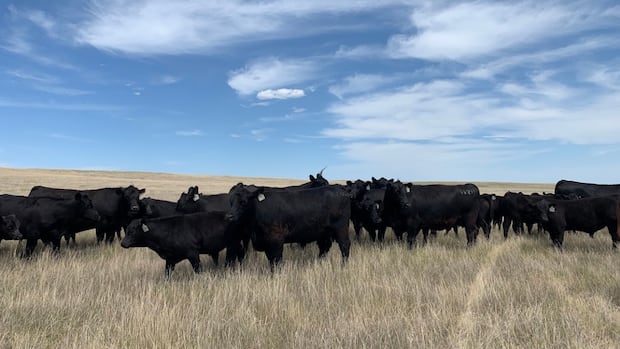 ‘nothing-grew’:-4-southwest-sask.-municipalities-declare-states-of-emergency-due-to-drought