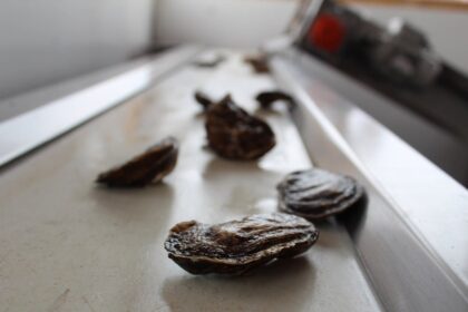 oyster-disease-dermo-found-in-pei.-samples-for-first-time,-preventative-measures-implemented