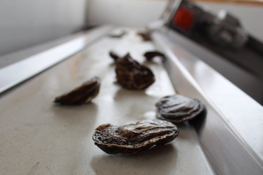 oyster-disease-dermo-found-in-pei.-samples-for-first-time,-preventative-measures-implemented