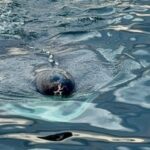 10-metre-member-of-‘mysterious’-shark-species-spotted-off-pei.’s-north-shore