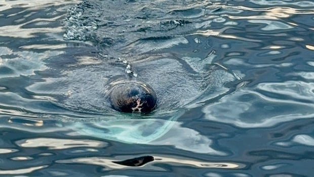 10-metre-member-of-‘mysterious’-shark-species-spotted-off-pei.’s-north-shore