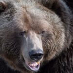 wildfire-fighter-attacked-by-grizzly-bear-while-on-the-job-in-northern-bc.