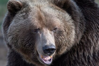 wildfire-fighter-attacked-by-grizzly-bear-while-on-the-job-in-northern-bc.