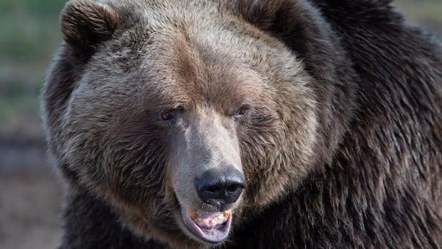 wildfire-fighter-attacked-by-grizzly-bear-while-on-the-job-in-northern-bc.