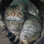 bc.-proposes-ban-on-ownership-and-breeding-of-exotic-cats