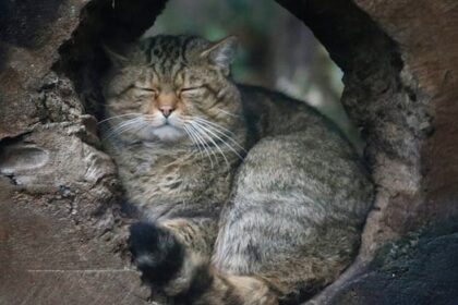 bc.-proposes-ban-on-ownership-and-breeding-of-exotic-cats