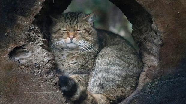 bc.-proposes-ban-on-ownership-and-breeding-of-exotic-cats