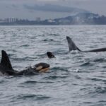 orcas-off-bc.-coast-face-‘high-probability-of-extinction’-if-conditions-don’t-change:-report